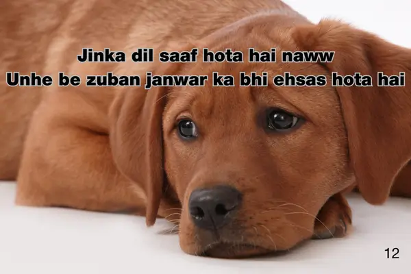 Broken Heart Sad Shayari