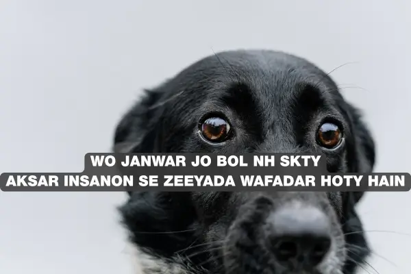 alone love shayari 2026 silence love
